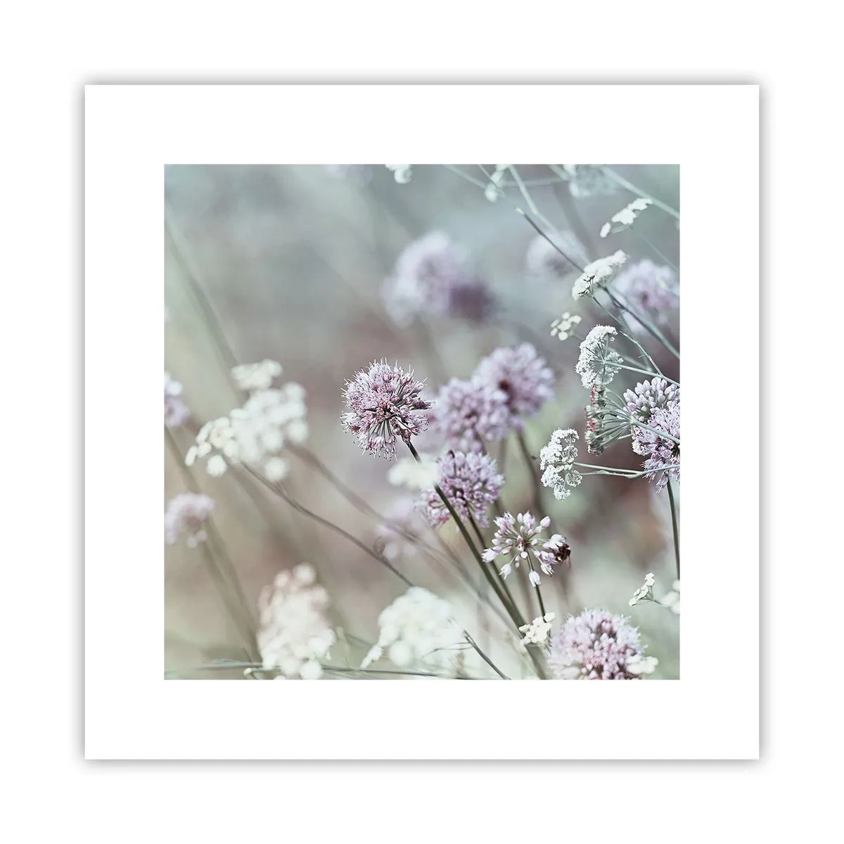 Poster - Süße filigrane Kräuter - 30x30 cm