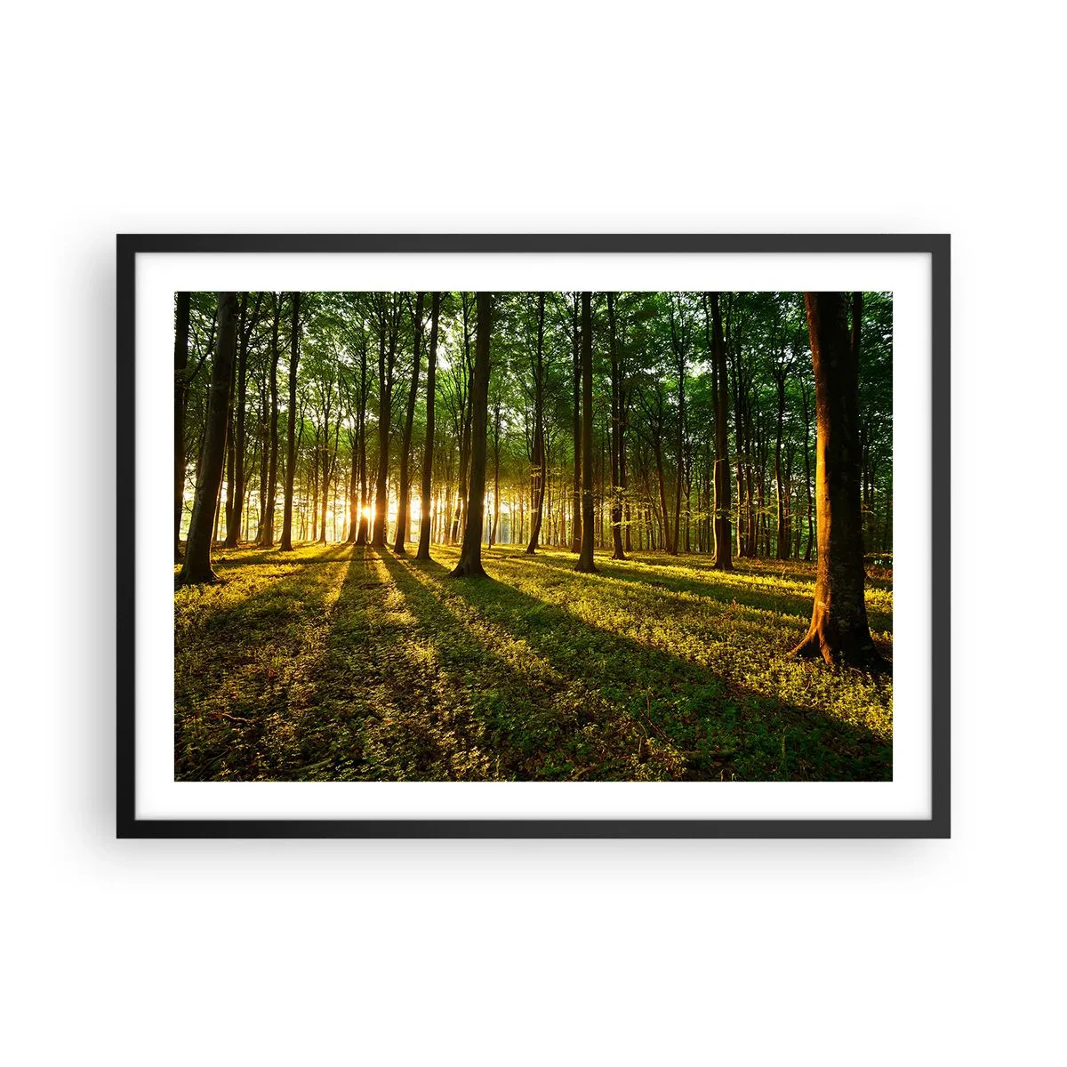 Poster in einem schwarzem Rahmen - Die untergehende Sonne im Laubwald - 70x50cm - Alle Frühlingsfotografie - Moderne Wanddekoration für Wohnzimmer und Schlafzimmer ARTTOR