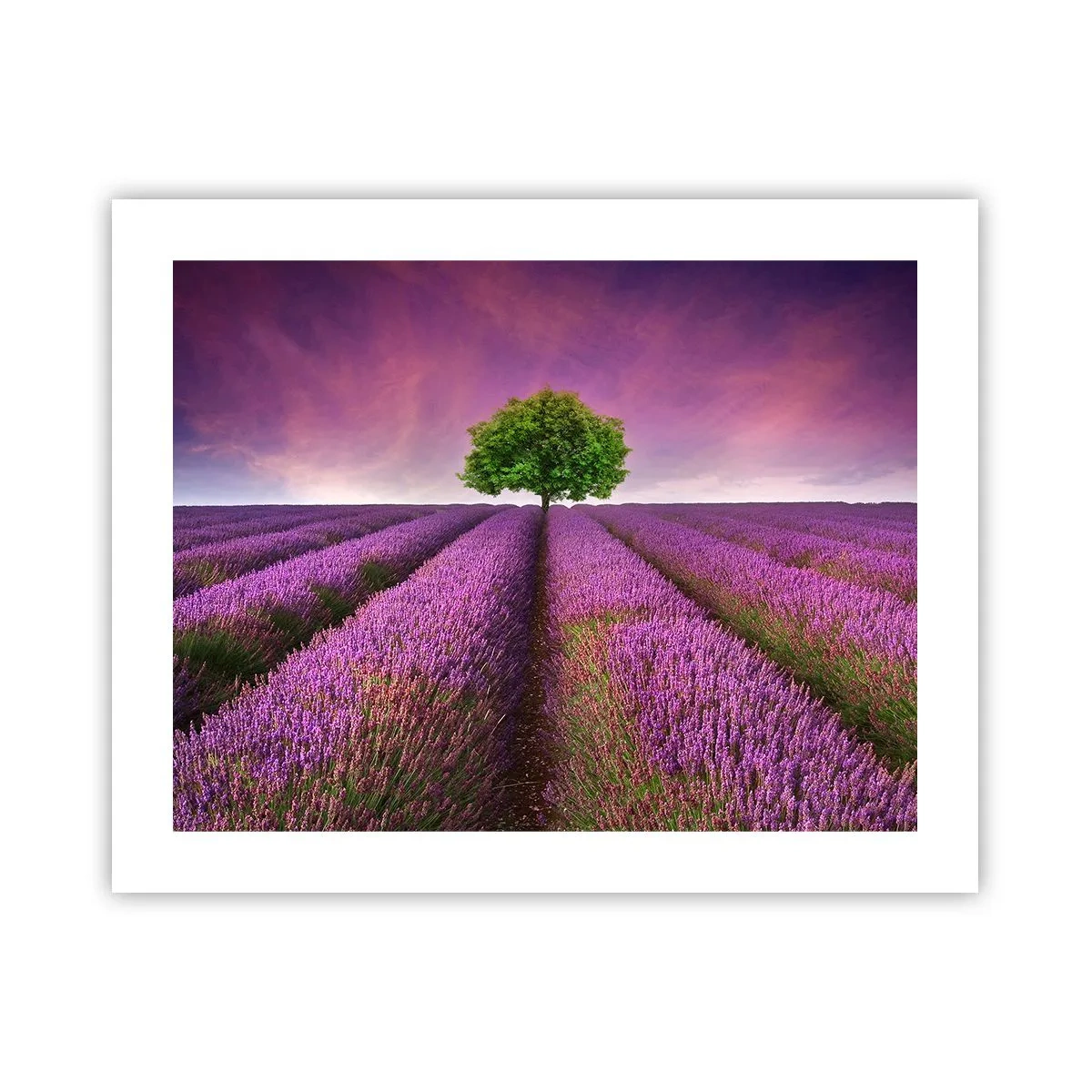 Poster - Auf Lavendelfeldern - 50x40 cm