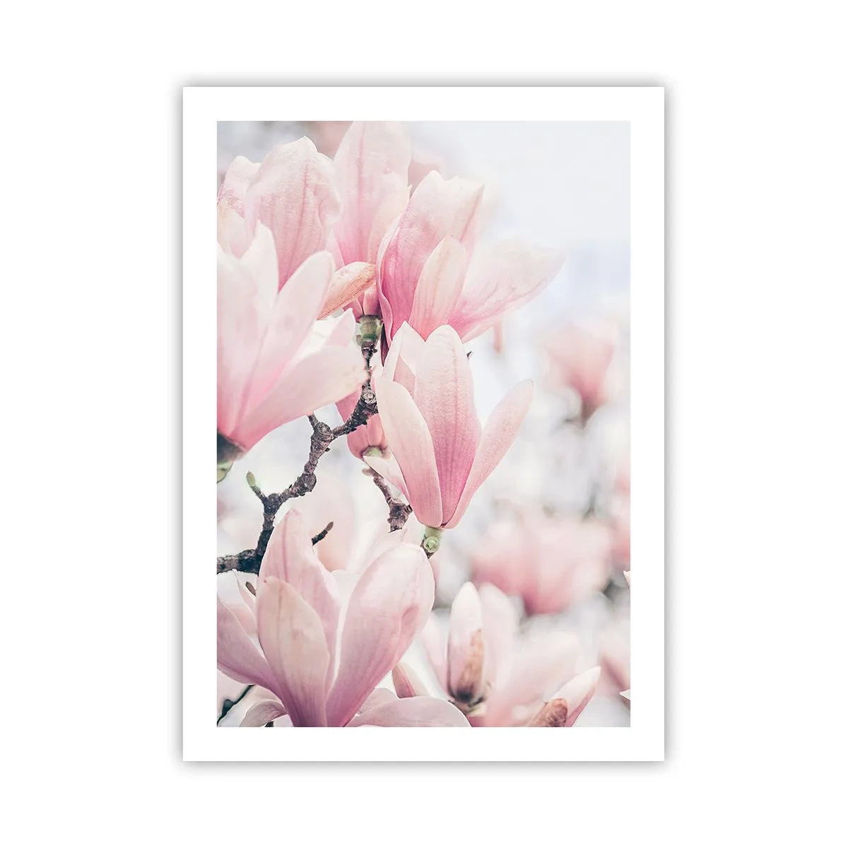Poster - Rosa Magnolien in einer dezenten Frühlingskulisse - 50x70cm - Das Ideal der Subtilität - Moderne Wanddekoration für Wohnzimmer und Schlafzimmer ARTTOR