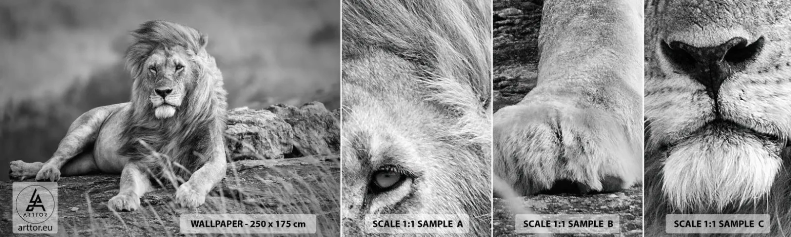 Fototapeten Muster Selbstklebend Deluxe Sticker - Königliche Siesta - Löwe, Tiere, Natur - 100x30 cm