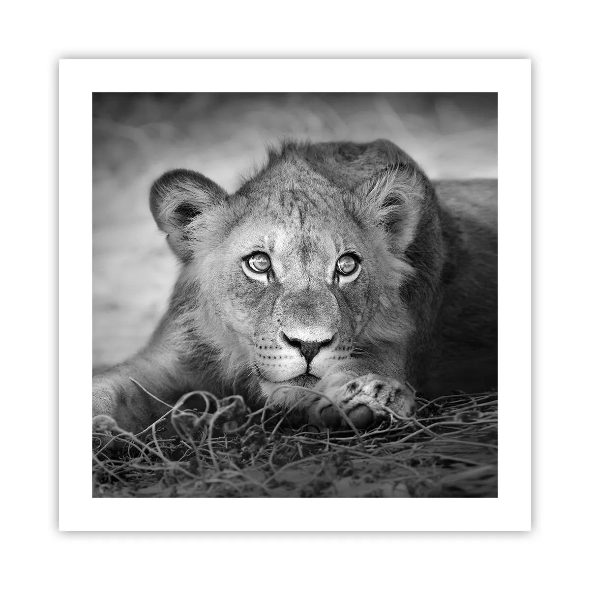 Poster - Königlicher Welpe - 50x50 cm