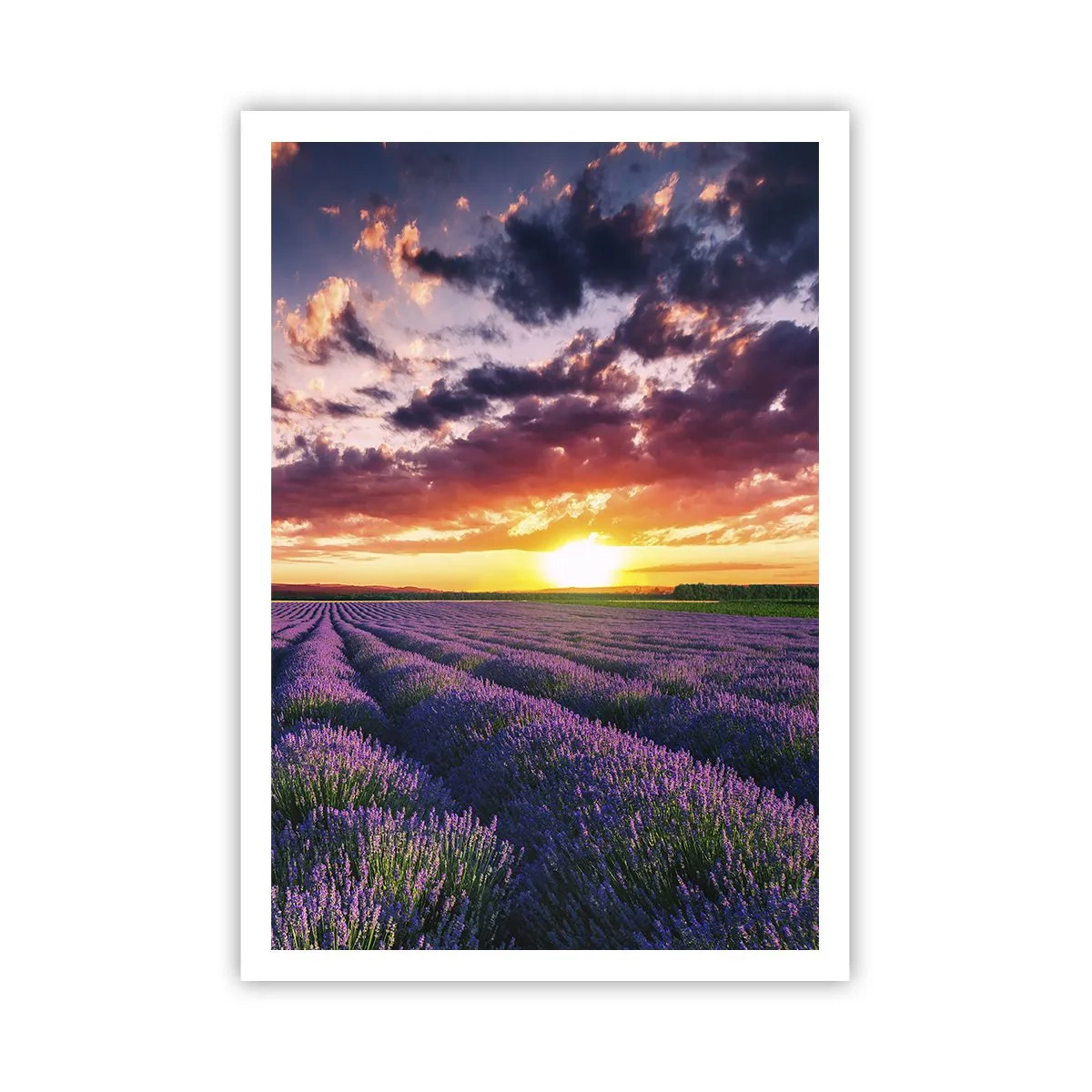 Poster - Lavendel Welt - 70x100 cm