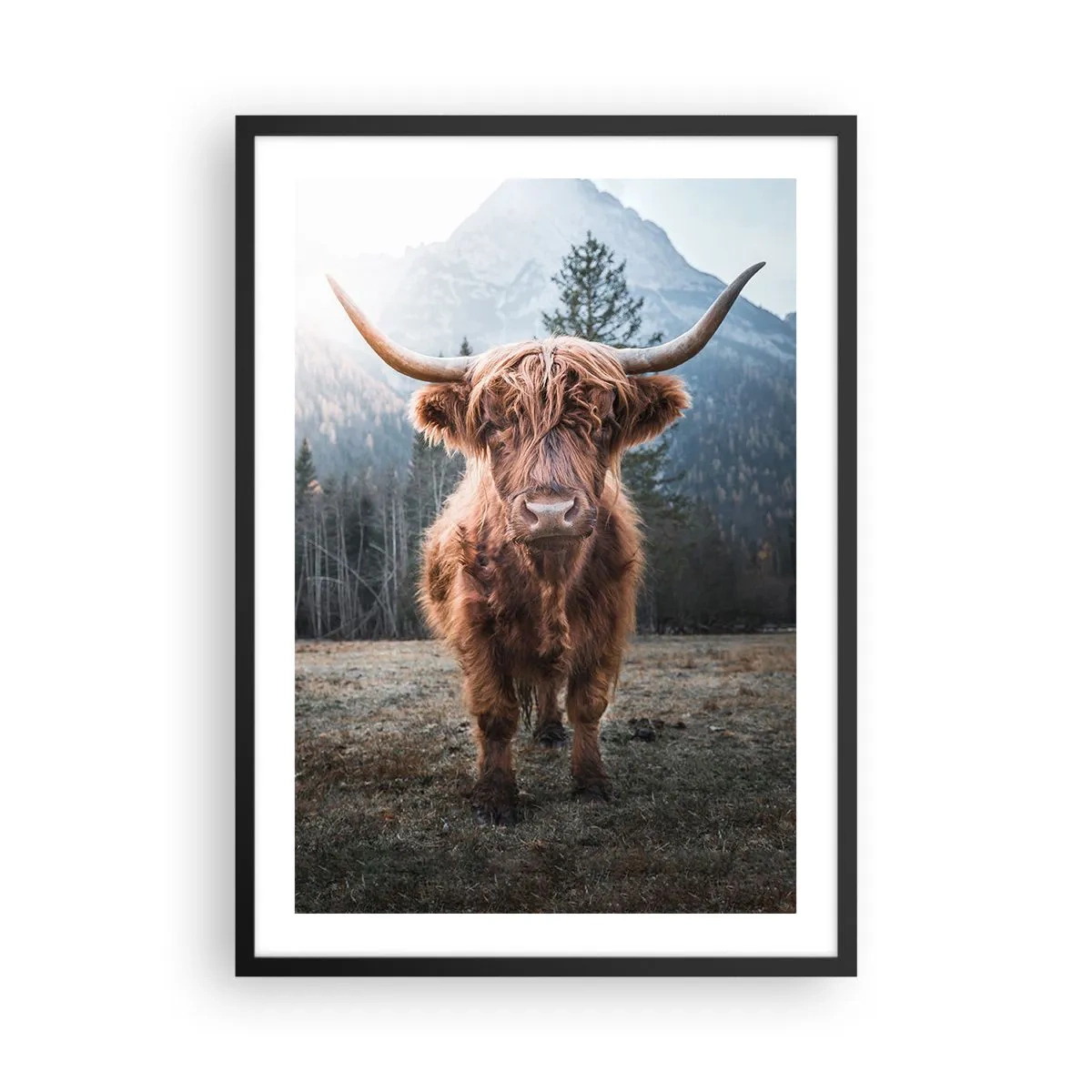 Poster in einem schwarzem Rahmen - Schottische Hochlandkuh mit majestätischen Bergen im Hintergrund - 50x70cm - Grüße von der Bergwiese - Moderne Wanddekoration für Wohnzimmer und Schlafzimmer ARTTOR