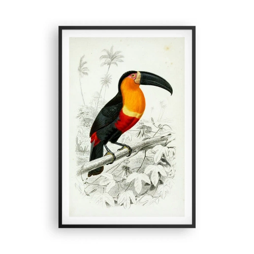 Poster in einem schwarzem Rahmen - Vogelfarben - 61x91 cm