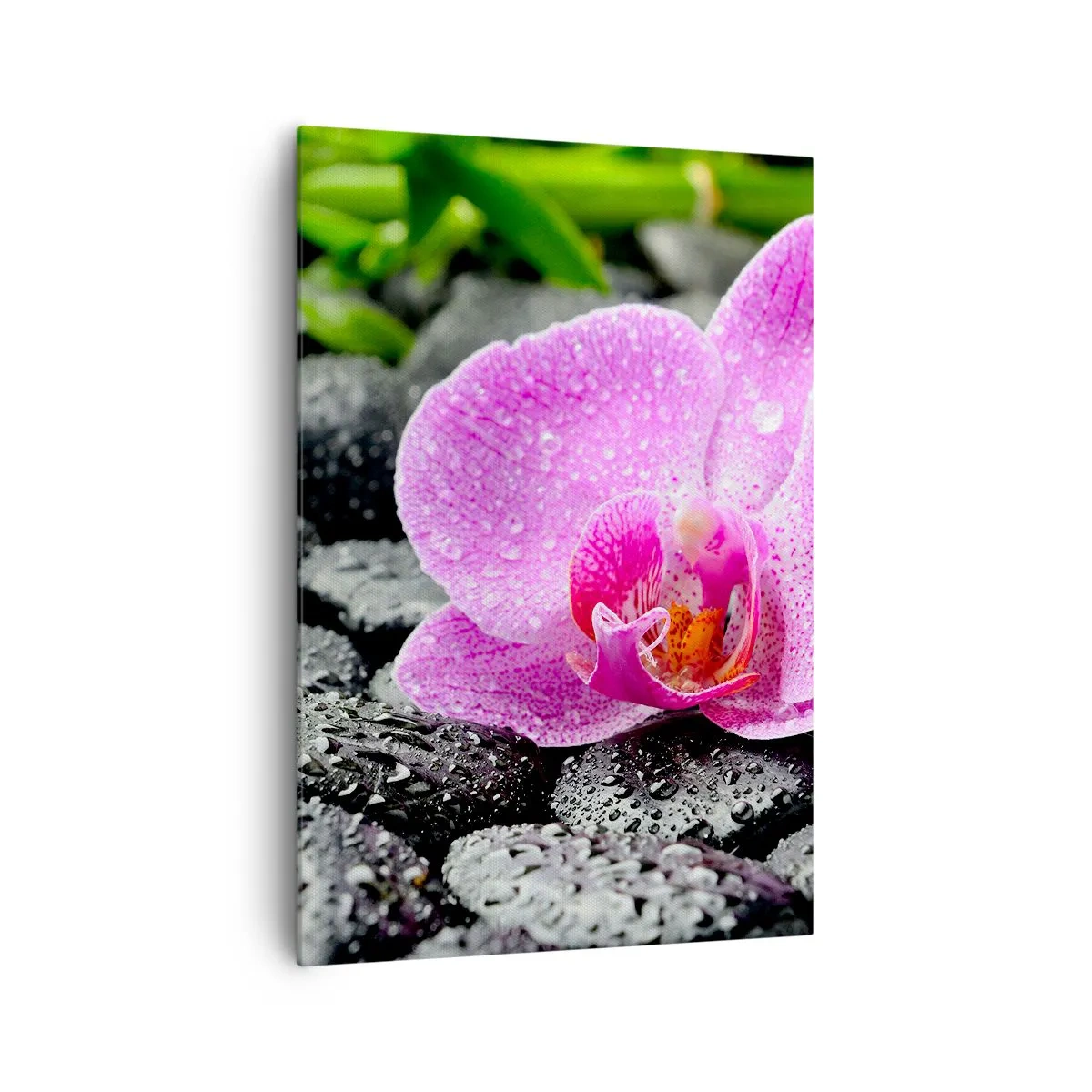 Bild auf Leinwand - Leinwandbild - Rosa Orchidee auf nassen schwarzen Steinen mit grünen Blättern - 70x100cm - Wie ein offenes Herz - Moderne Wanddekoration für Wohnzimmer und Schlafzimmer ARTTOR
