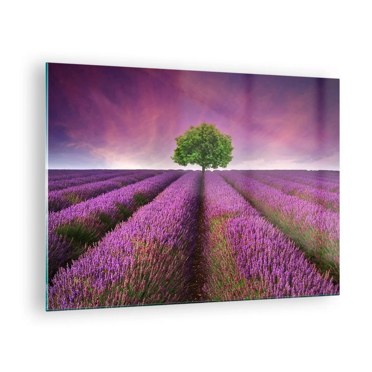 Glasbild - Bild auf glas - Ein Lavendelfeld mit einem einsamen Baum vor dem Himmel - 70x50cm - Auf Lavendelfeldern - Moderne Wanddekoration für Wohnzimmer und Schlafzimmer ARTTOR