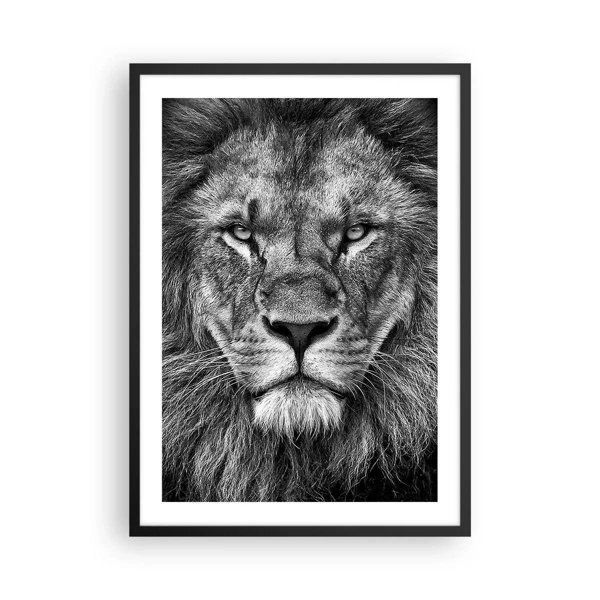 Poster in einem schwarzem Rahmen - Schwarz-Weiß-Porträt eines majestätischen Löwen - 50x70cm - Im Krönungsgewand - Moderne Wanddekoration für Wohnzimmer und Schlafzimmer ARTTOR