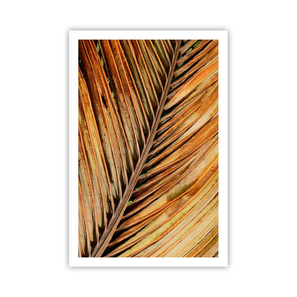 Poster - Kokosnuss-Gold - 61x91 cm