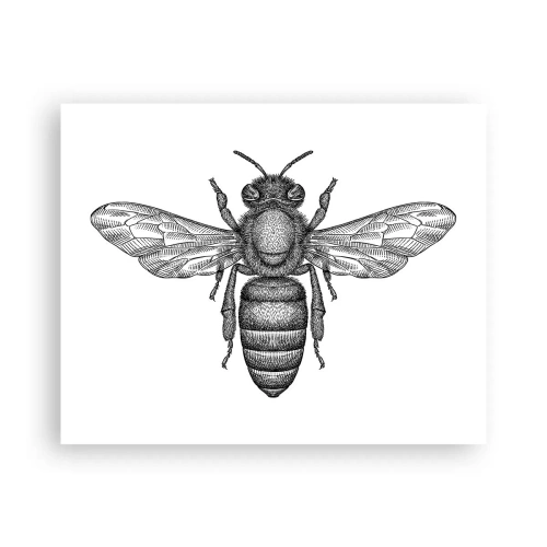 Poster - Insektenporträt - 50x40 cm