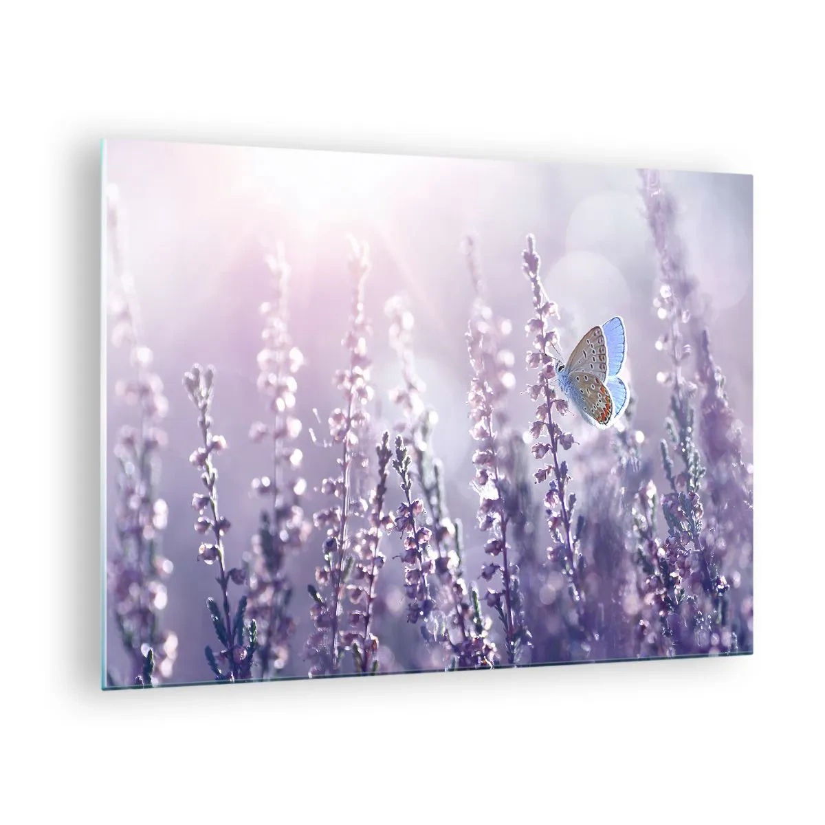 Glasbild - Bild auf glas - Ein Schmetterling in einem Lavendelfeld im Sonnenschein - 70x50cm - Schmetterlingskuss - Moderne Wanddekoration für Wohnzimmer und Schlafzimmer ARTTOR