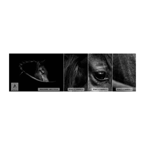 Fototapeten Muster Selbstklebend Deluxe Sticker - Schwarzer Prinz - Pferd, Tier, Künstlerisch - 100x30 cm