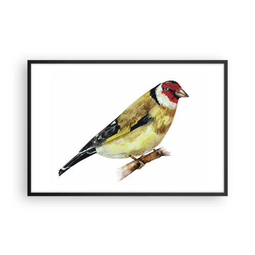 Poster in einem schwarzem Rahmen - Vogelporträt - 91x61 cm