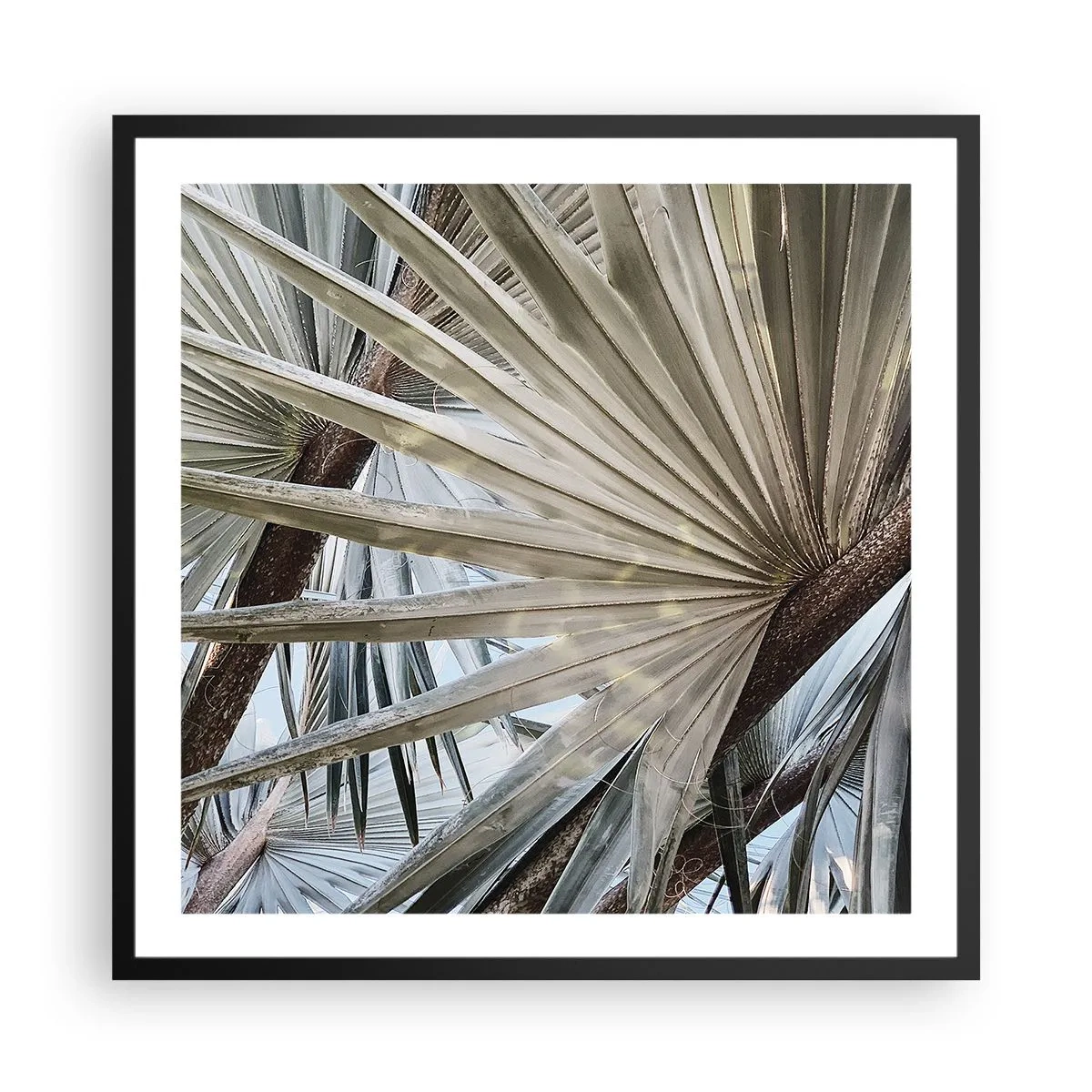 Poster in einem schwarzem Rahmen - Fans in den Tropen - 60x60 cm