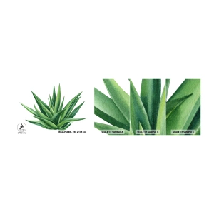 Fototapetenmuster Standard Eco - Grün – Kraft – Leben - Anlage, Aloe, Botanik - 100x30 cm