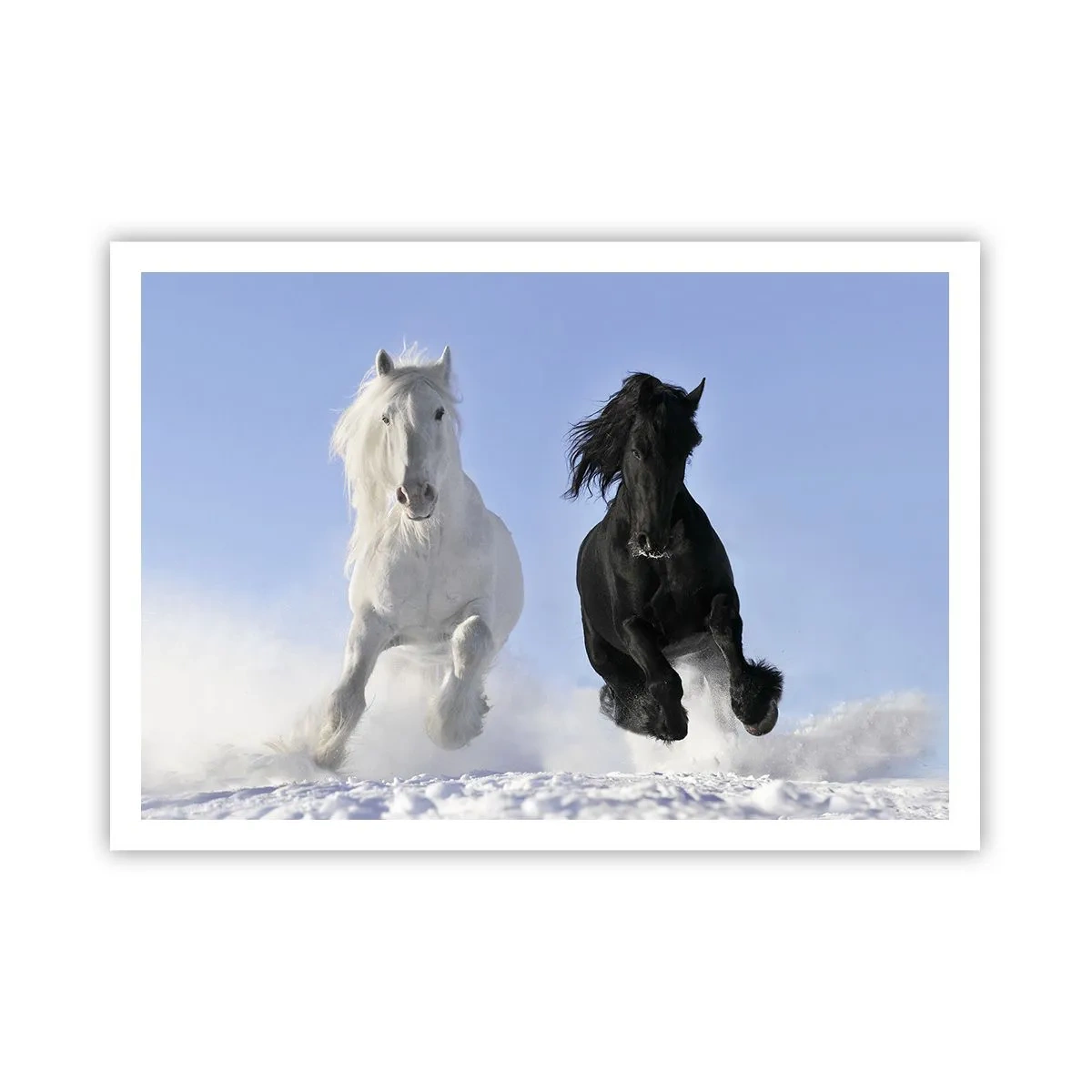 Poster - Ein weißes und ein schwarzes Pferd galoppieren durch den Schnee - 100x70cm - Schwarz-Weiß-Galopp - Moderne Wanddekoration für Wohnzimmer und Schlafzimmer ARTTOR