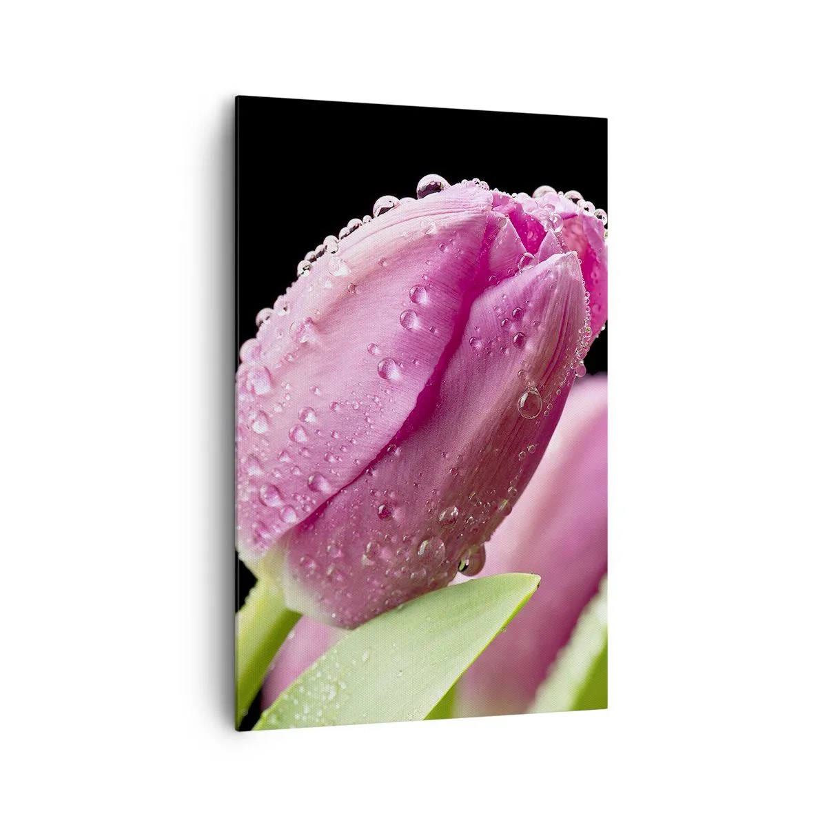 Bild auf Leinwand - Leinwandbild - Rosa Tulpe mit Wassertropfen auf schwarzem Hintergrund - 80x120cm - Lila Traum im Tau - Moderne Wanddekoration für Wohnzimmer und Schlafzimmer ARTTOR