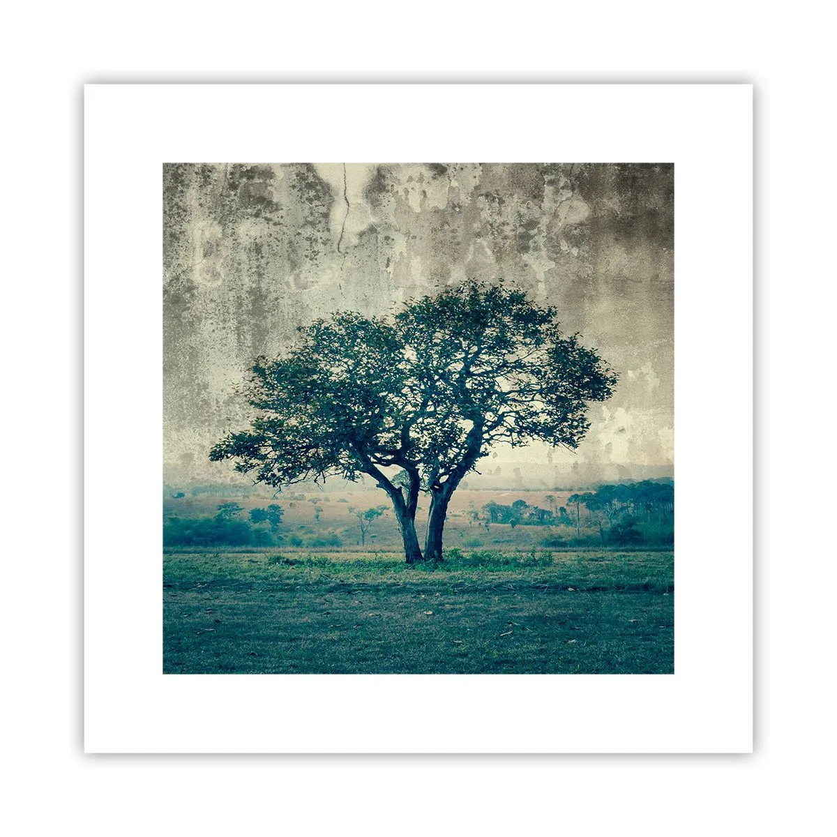 Poster - Ein Apfelbaum auf blauem Feld? - 30x30 cm
