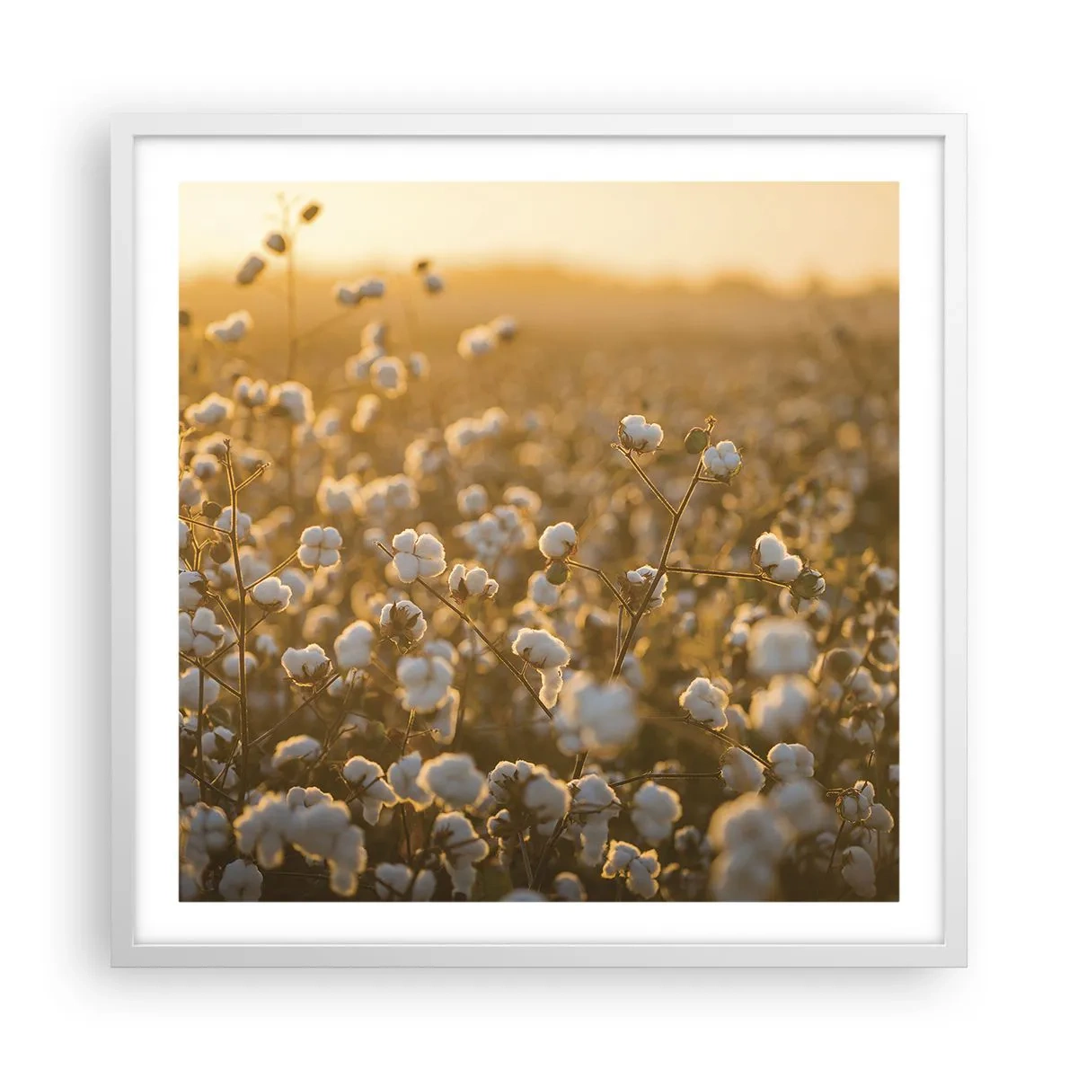 Poster in einem weißen Rahmen - Fluffiges Feld - 60x60 cm