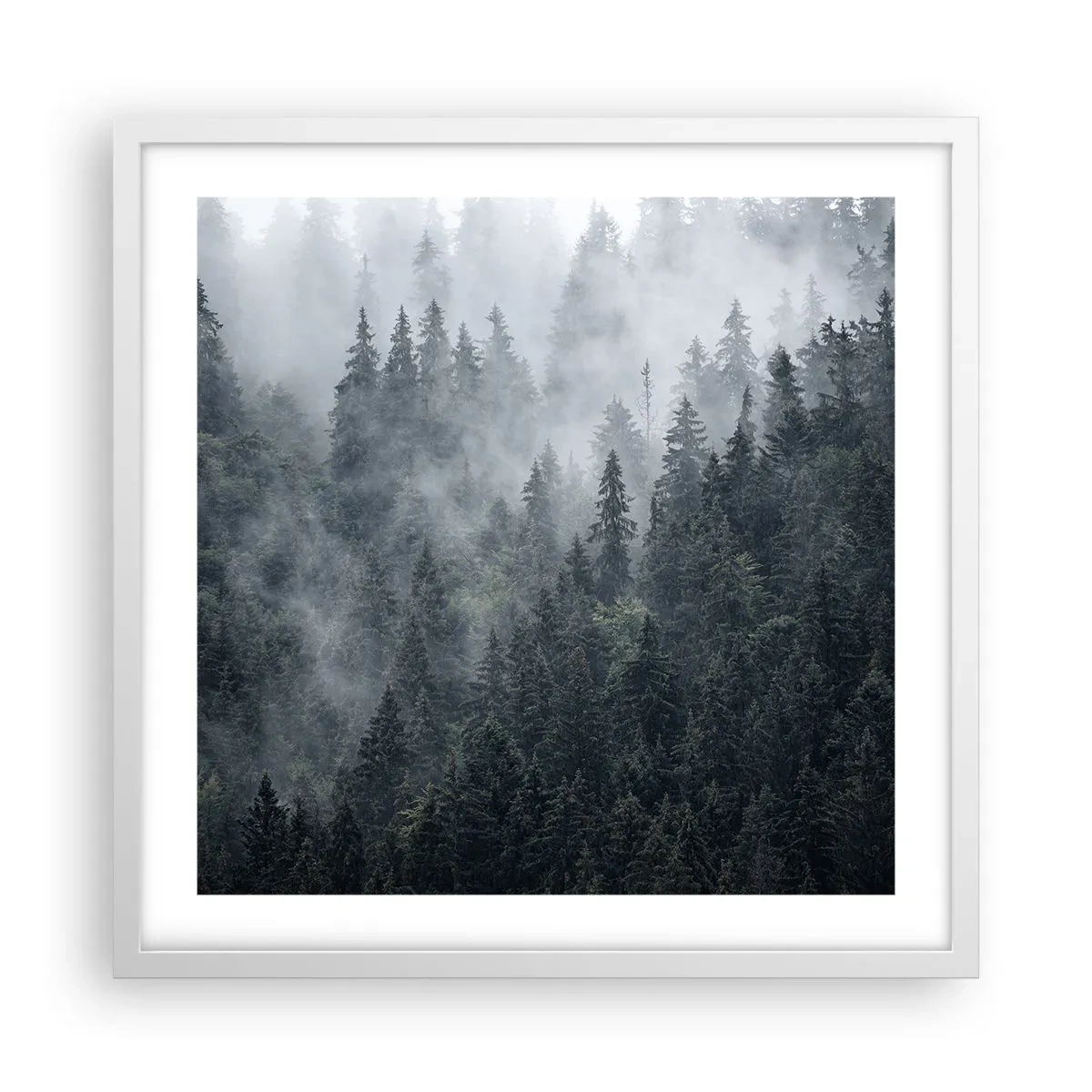 Poster in einem weißen Rahmen - Walddämmerung - 50x50 cm