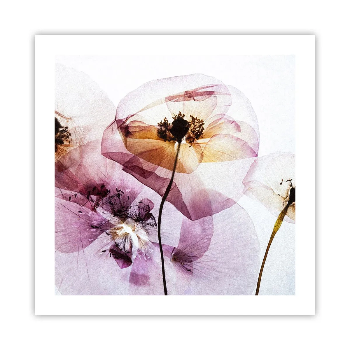 Poster - Transparente Körperblumen - 50x50 cm