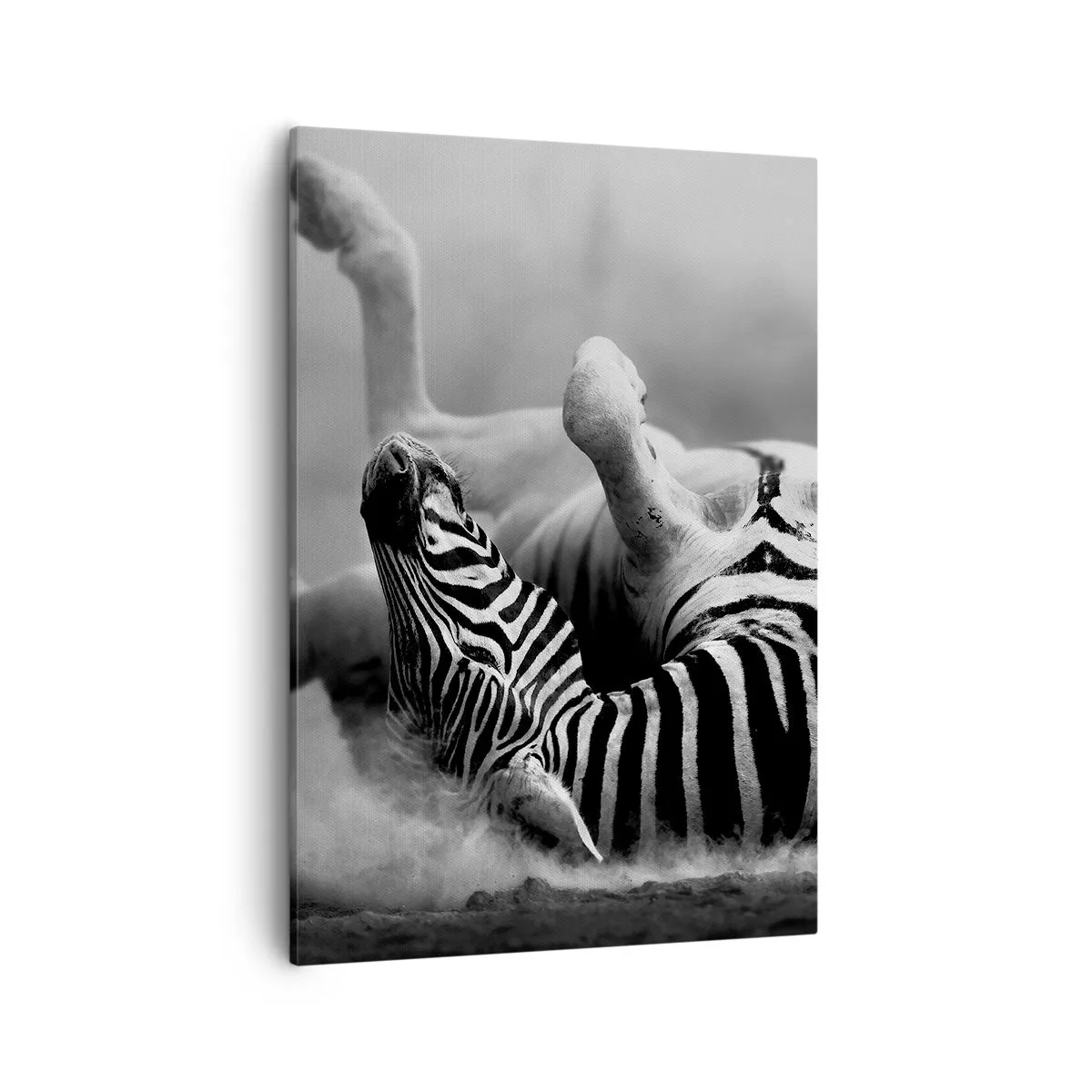Bild auf Leinwand - Leinwandbild - Ein schwarz-weißes Zebra rollt im Sand - 50x70cm - Nicht nur das Pferd würde lachen - Moderne Wanddekoration für Wohnzimmer und Schlafzimmer ARTTOR