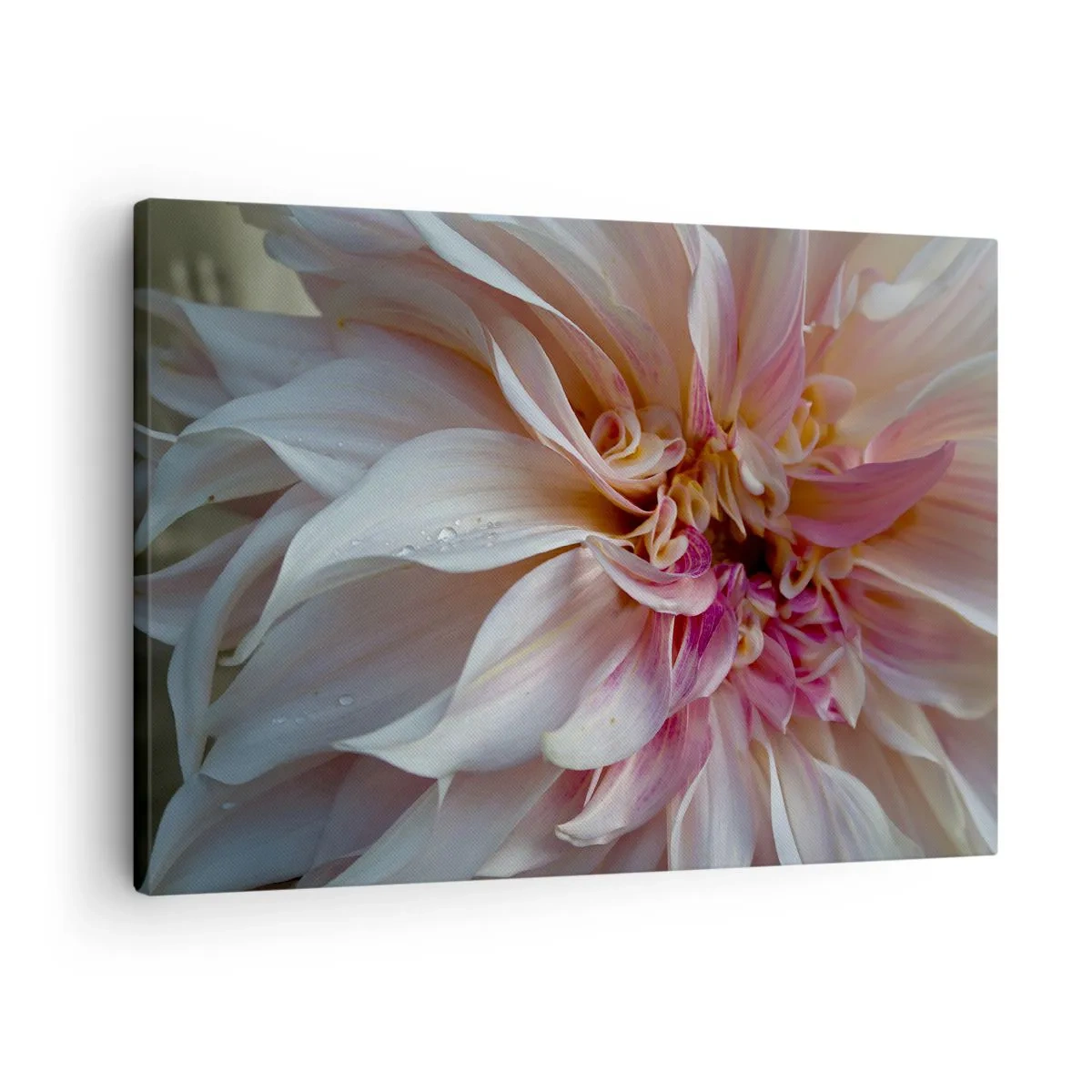 Bild auf Leinwand - Leinwandbild - Nahaufnahme von zarten rosa Blütenblättern mit Wassertropfen - 70x50cm - Blühende Frische - Moderne Wanddekoration für Wohnzimmer und Schlafzimmer ARTTOR