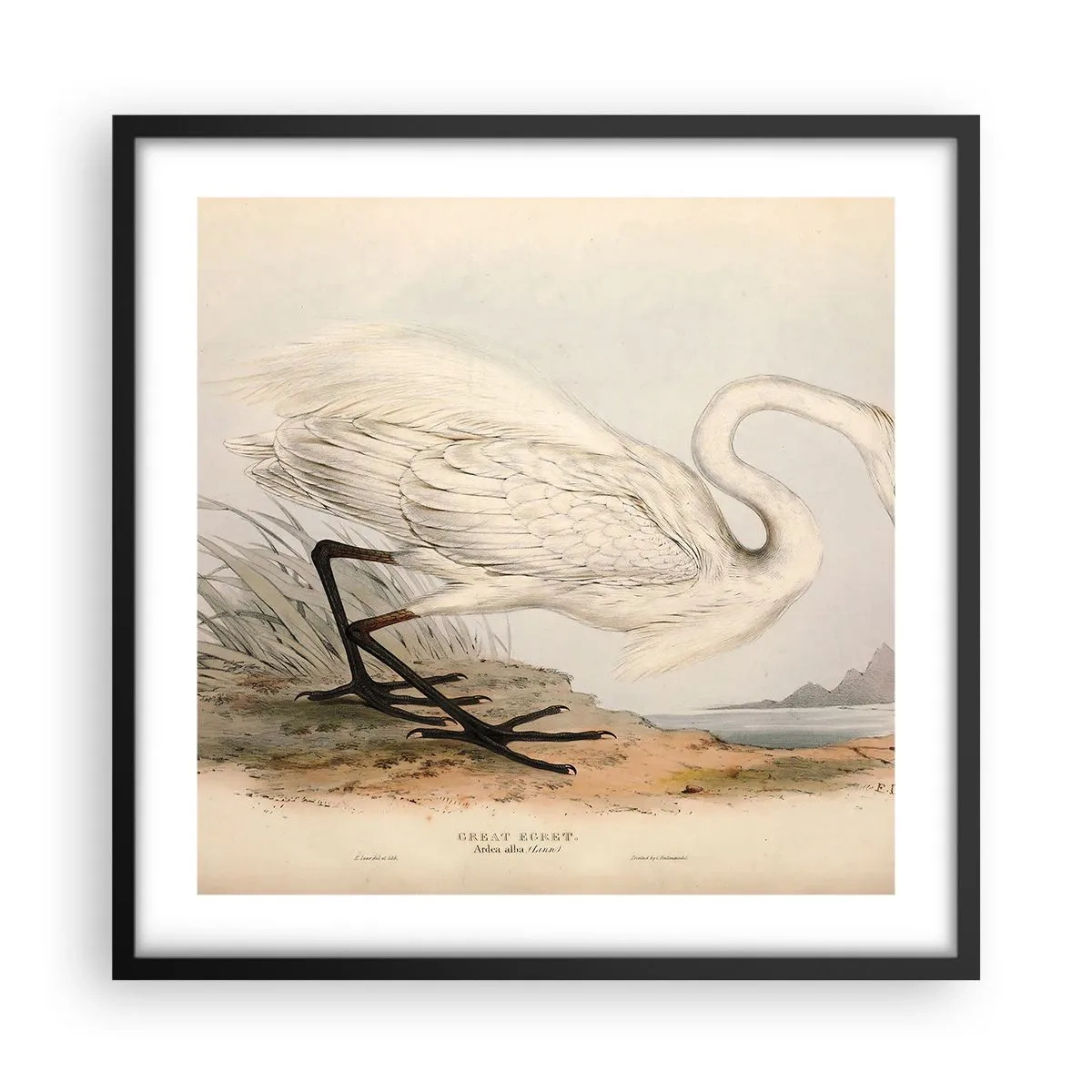 Poster in einem schwarzem Rahmen - Dame auf den Binsen - 50x50 cm