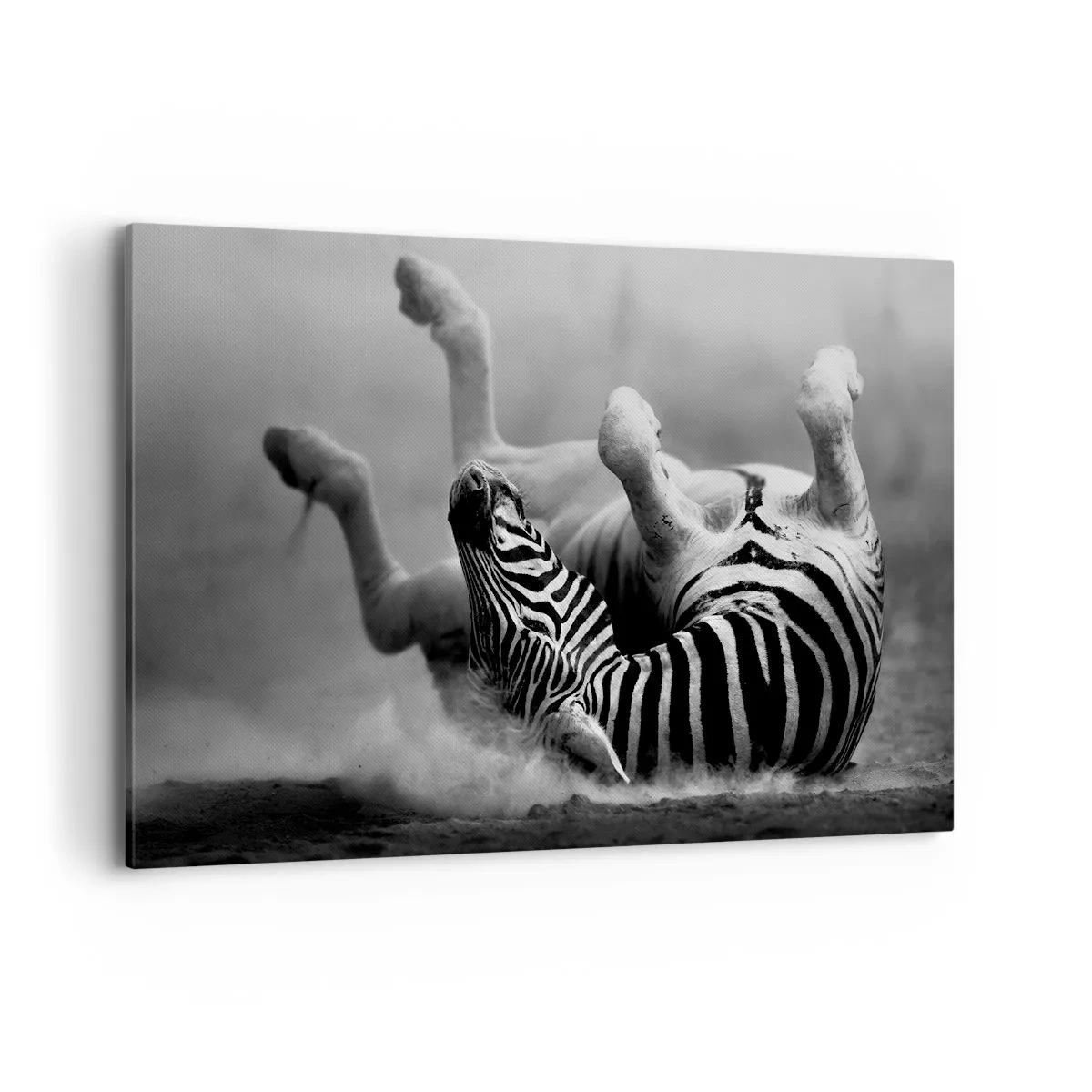 Bild auf Leinwand - Leinwandbild - Ein schwarz-weißes Zebra rollt im Sand - 120x80cm - Nicht nur das Pferd würde lachen - Moderne Wanddekoration für Wohnzimmer und Schlafzimmer ARTTOR