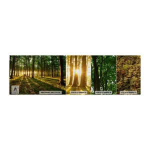 Fototapeten Muster Premium Canvas - Alle Frühlingsfotografie - Landschaft, Wald, Natur - 100x30 cm