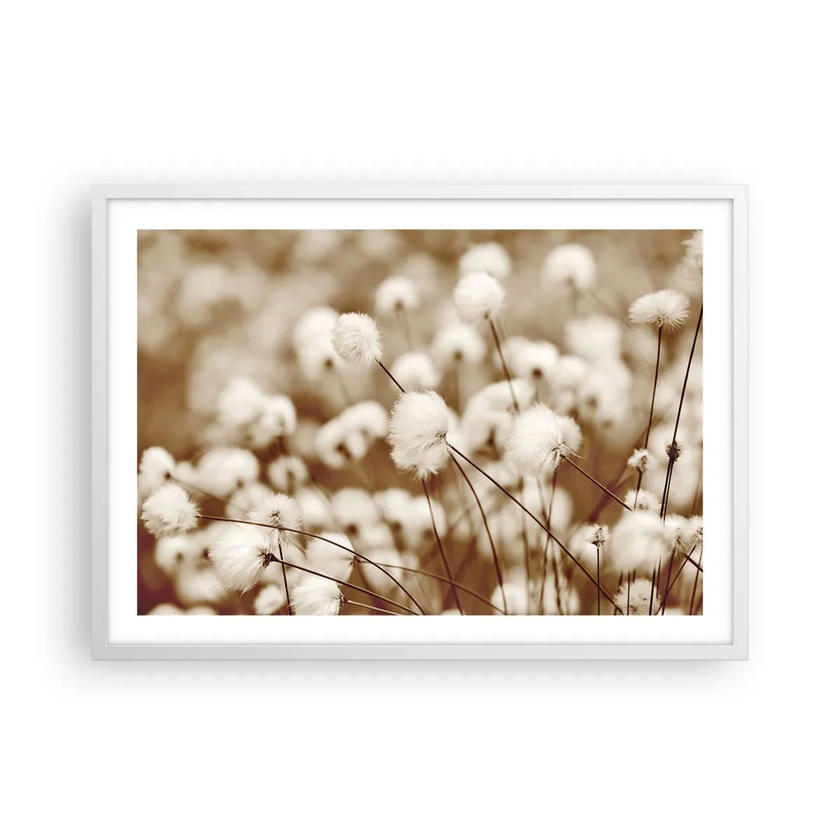 Poster in einem weißen Rahmen - Flauschiges Kornfeld - 70x50 cm