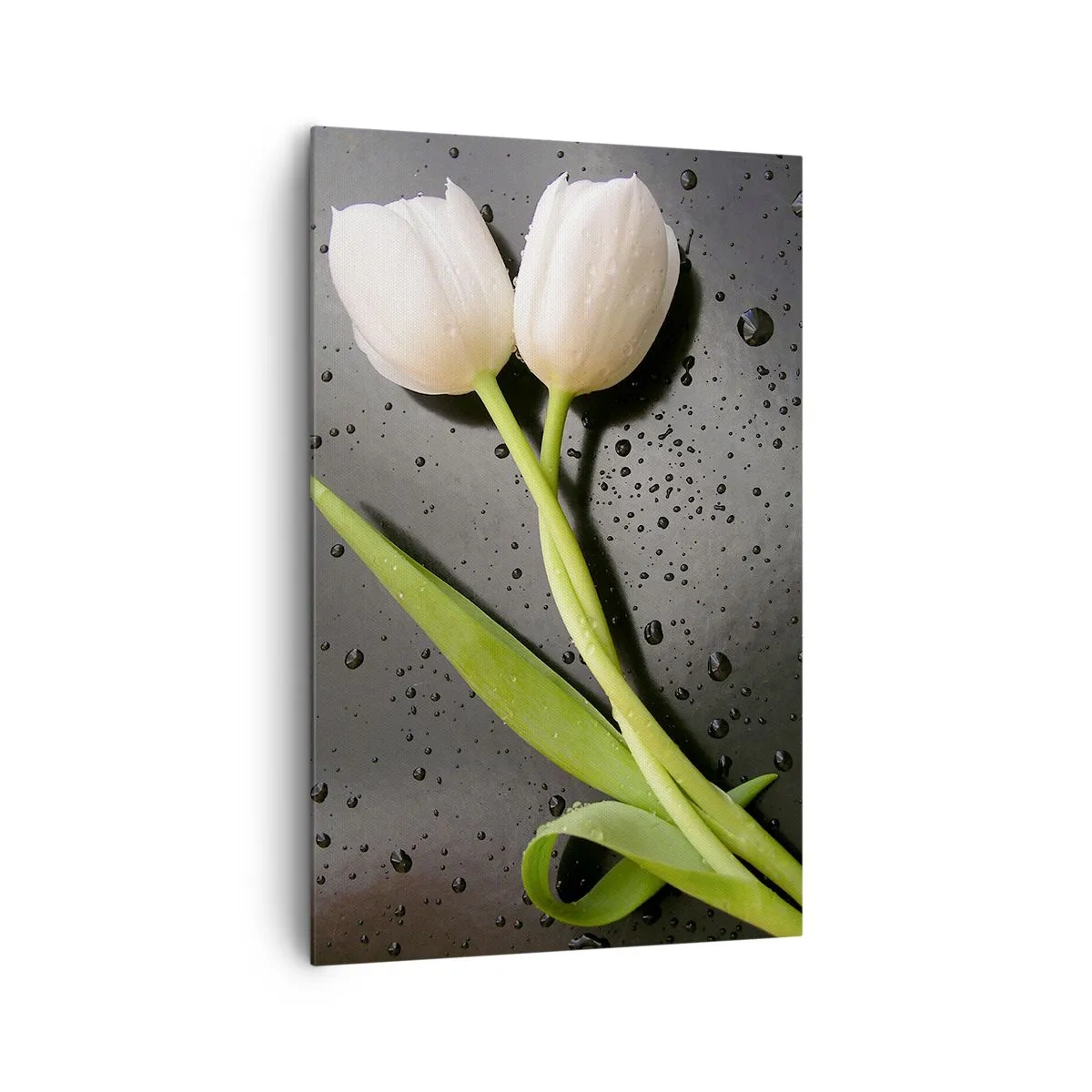 Bild auf Leinwand - Leinwandbild - Weiße Tulpen auf schwarzem Hintergrund mit Wassertropfen - 80x120cm - Frühlingsgewebe - Moderne Wanddekoration für Wohnzimmer und Schlafzimmer ARTTOR