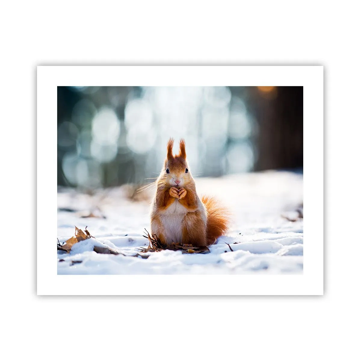 Poster - Wo schaust du hin? - 50x40 cm