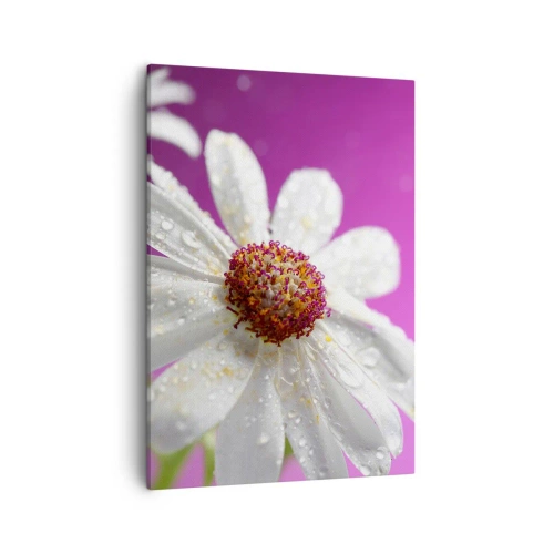 Bild auf Leinwand - Leinwandbild - Ein weißes Gänseblümchen mit Wassertropfen auf einem rosa Hintergrund - 50x70cm - Bescheiden in seiner Schönheit - Moderne Wanddekoration für Wohnzimmer und Schlafzimmer ARTTOR