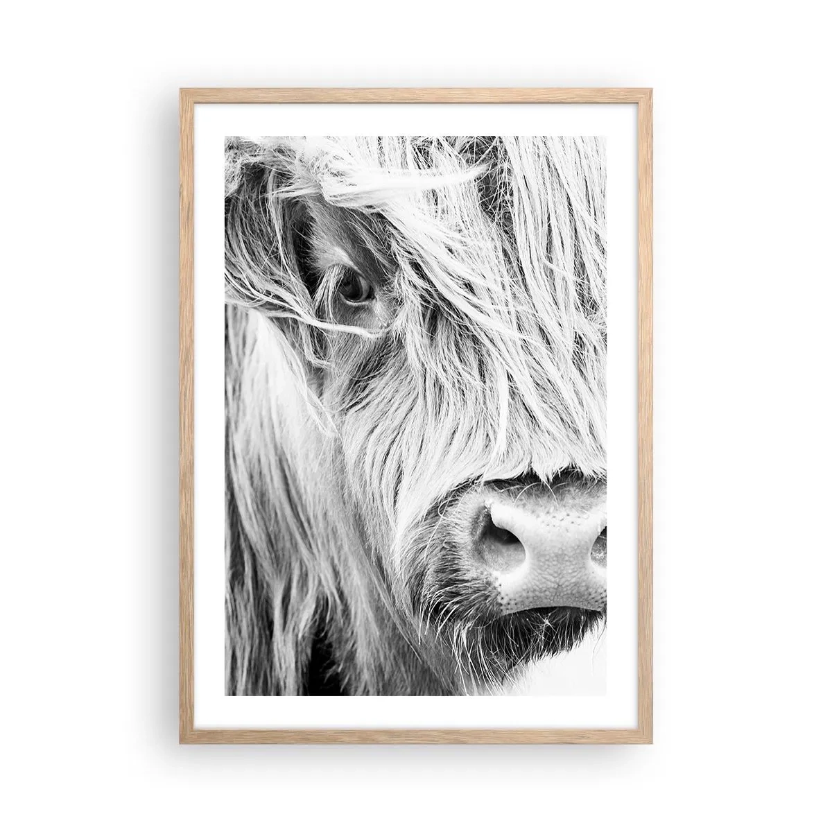 Poster in einem Rahmen aus heller Eiche - Schottische Wildheit - 50x70 cm