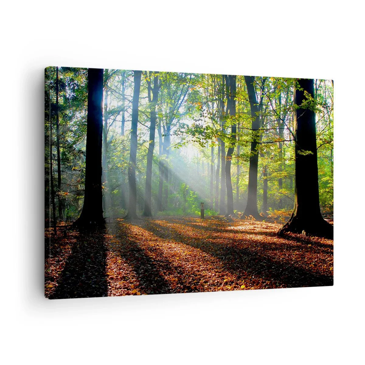 Bild auf Leinwand - Leinwandbild - Eine Waldlichtung, die von den Sonnenstrahlen erleuchtet wird - 70x50cm - Licht und Schatten - Moderne Wanddekoration für Wohnzimmer und Schlafzimmer ARTTOR