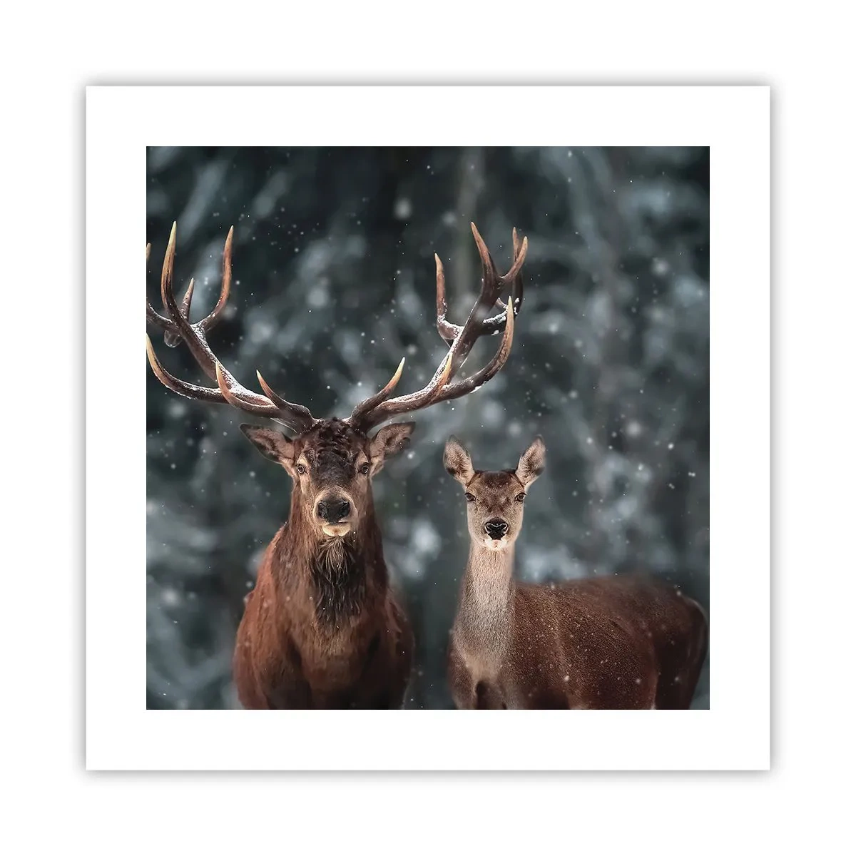 Poster - Herr des Waldes mit seiner Frau - 40x40 cm