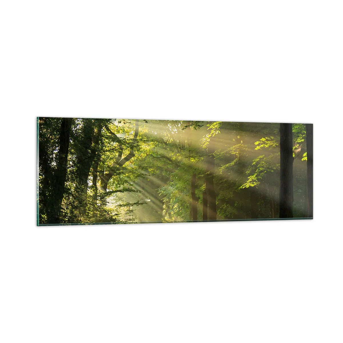 Glasbild - Bild auf glas - Waldmoment - 90x30 cm