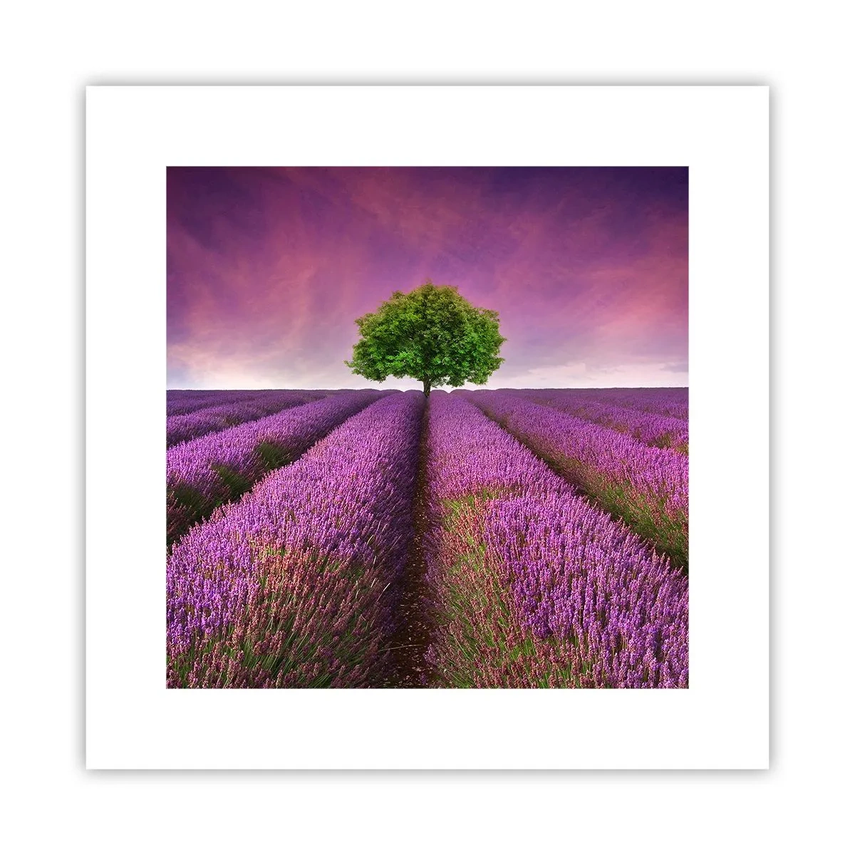 Poster - Auf Lavendelfeldern - 30x30 cm