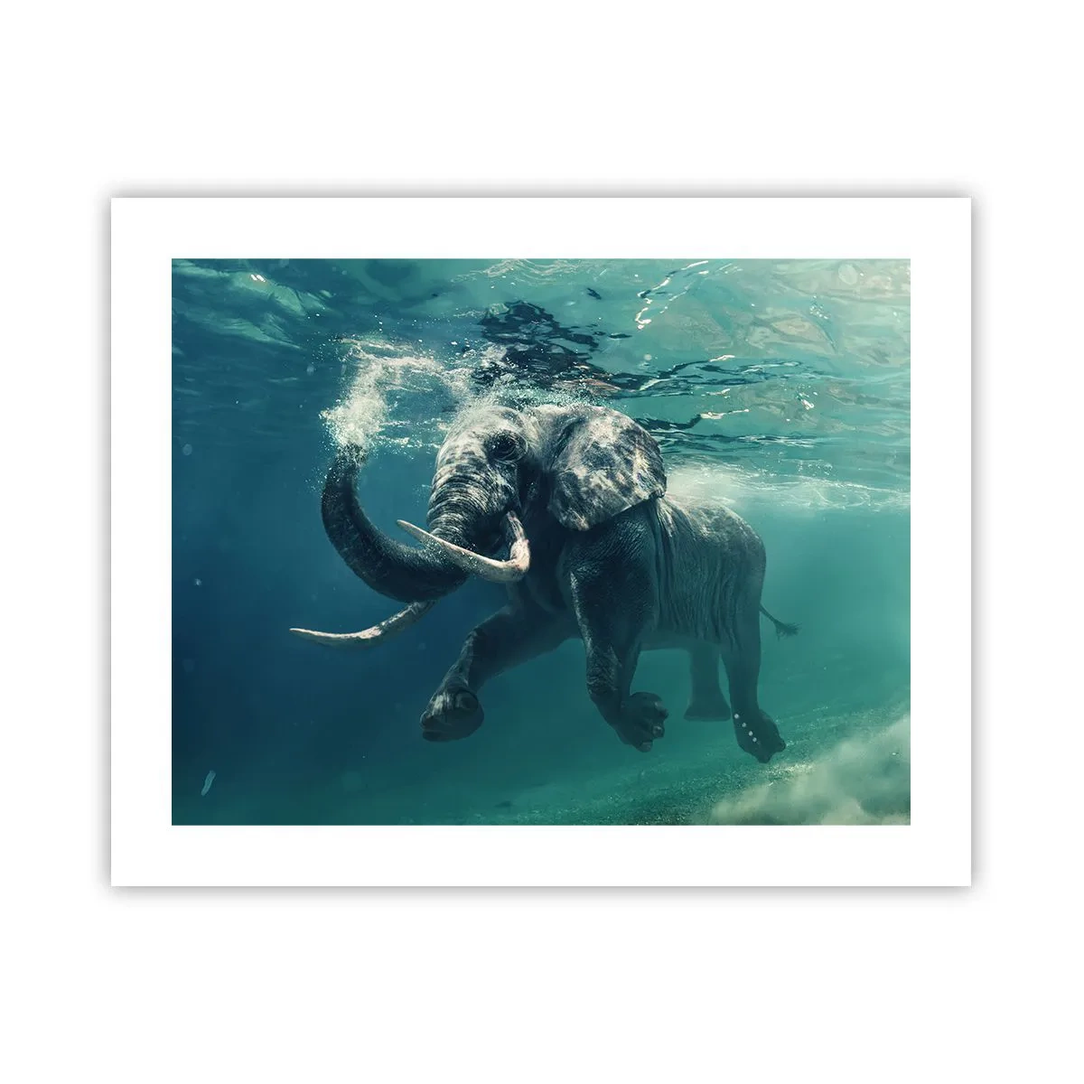 Poster - Jeder schwimmt gerne - 50x40 cm