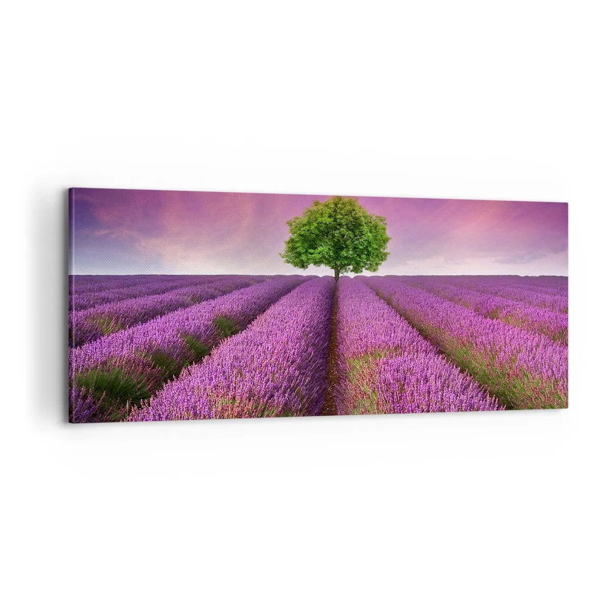 Bild auf Leinwand - Leinwandbild - Auf Lavendelfeldern - 100x40 cm