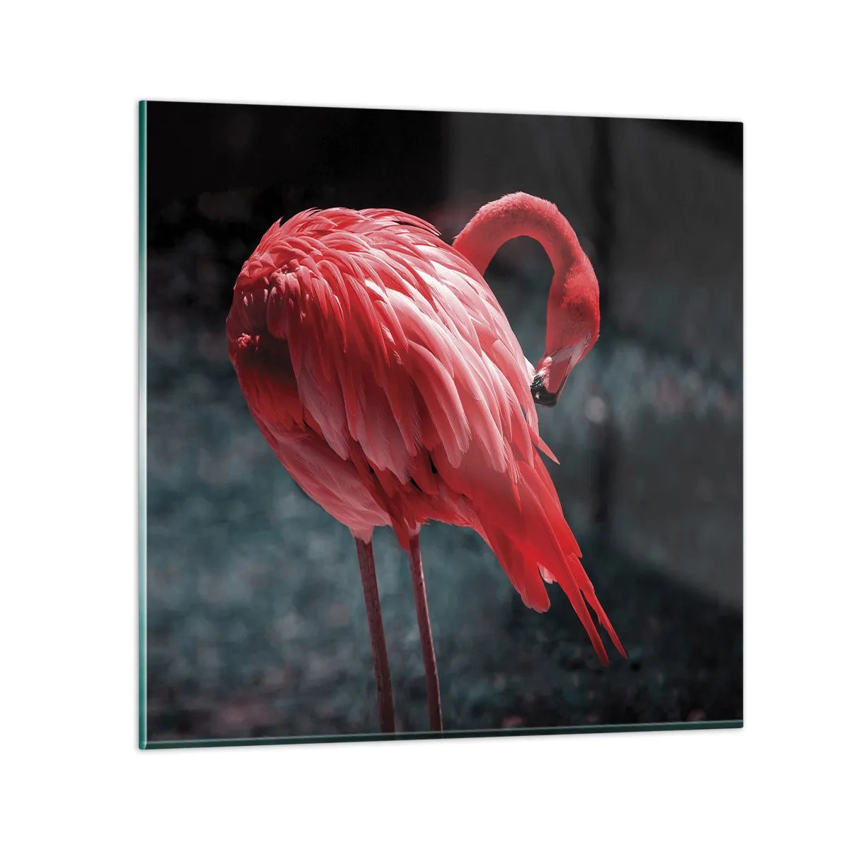 Glasbild - Bild auf glas - Ein purpurrotes Gedicht der Natur - 40x40 cm