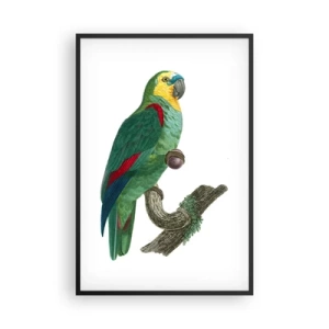 Poster in einem schwarzem Rahmen - Papageienporträt - 61x91 cm