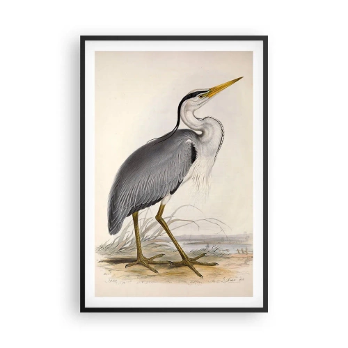 Poster in einem schwarzem Rahmen - Reiher Gnade - 61x91 cm