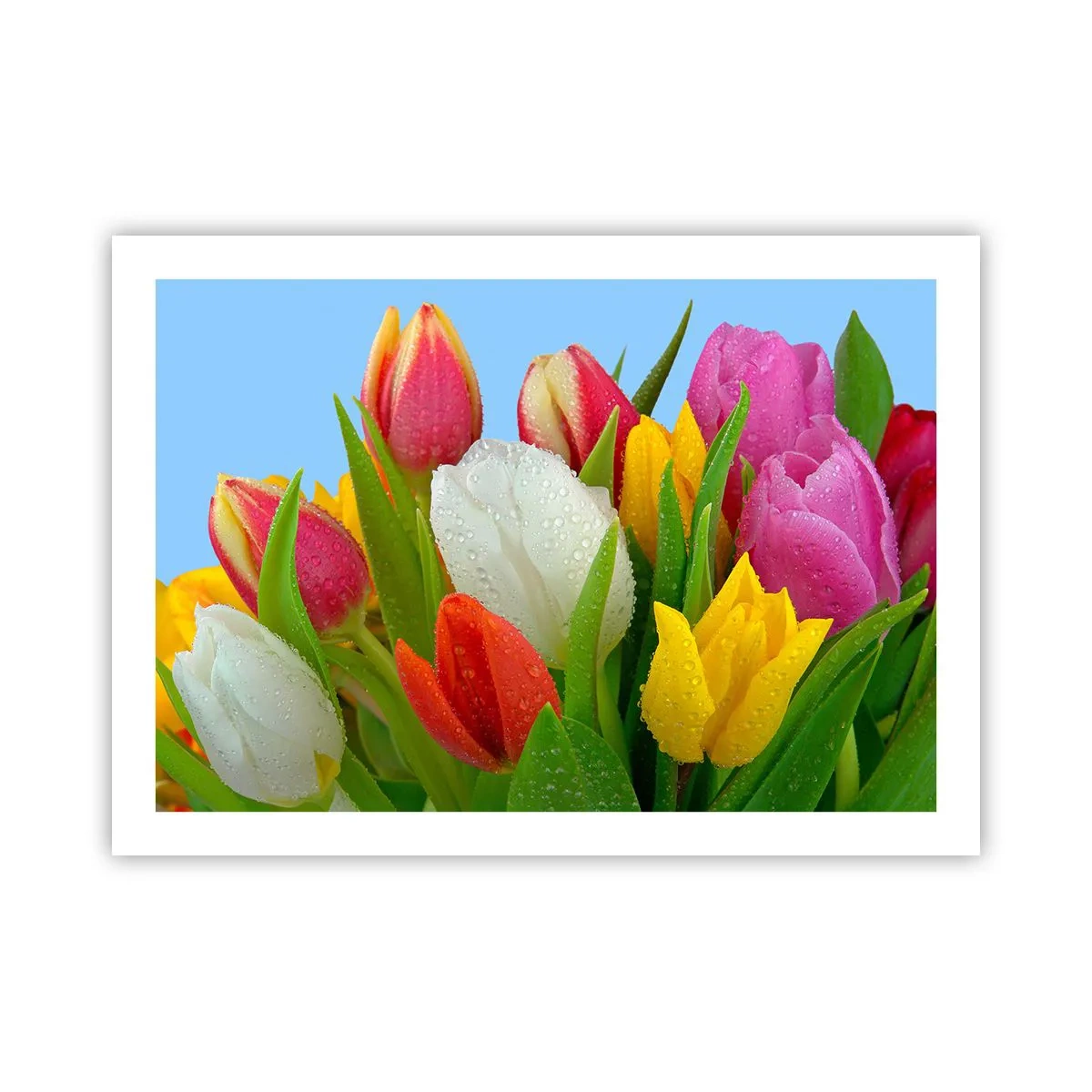 Poster - Ein blumiger Regenbogen in Tautropfen - 70x50 cm