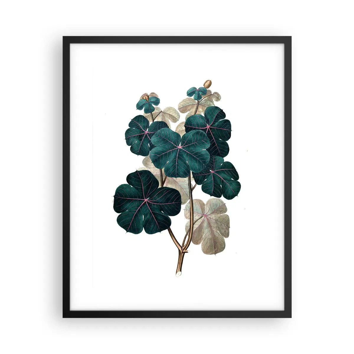 Poster in einem schwarzem Rahmen - Aus dem alten Herbarium - 40x50 cm