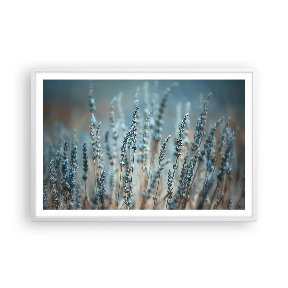 Poster in einem weißen Rahmen - Duftendes Kornfeld - 91x61 cm