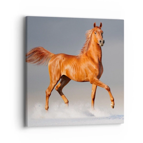 Bild auf Leinwand - Leinwandbild - Tanzende Anmut - 40x40 cm