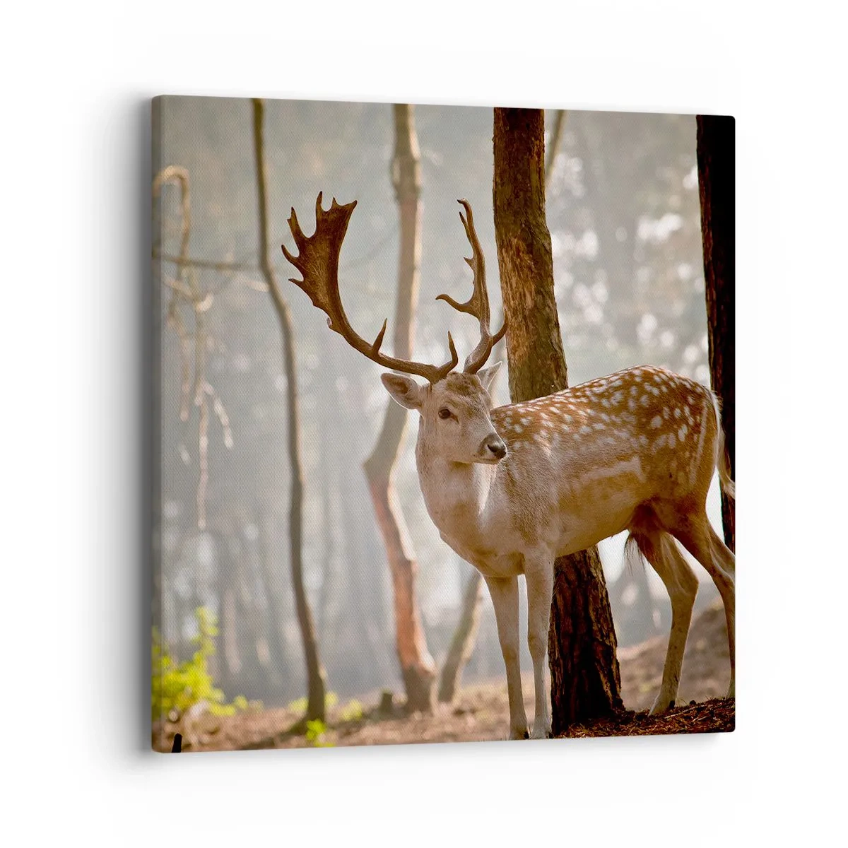 Bild auf Leinwand - Leinwandbild - Das Licht der Jugend - 40x40 cm