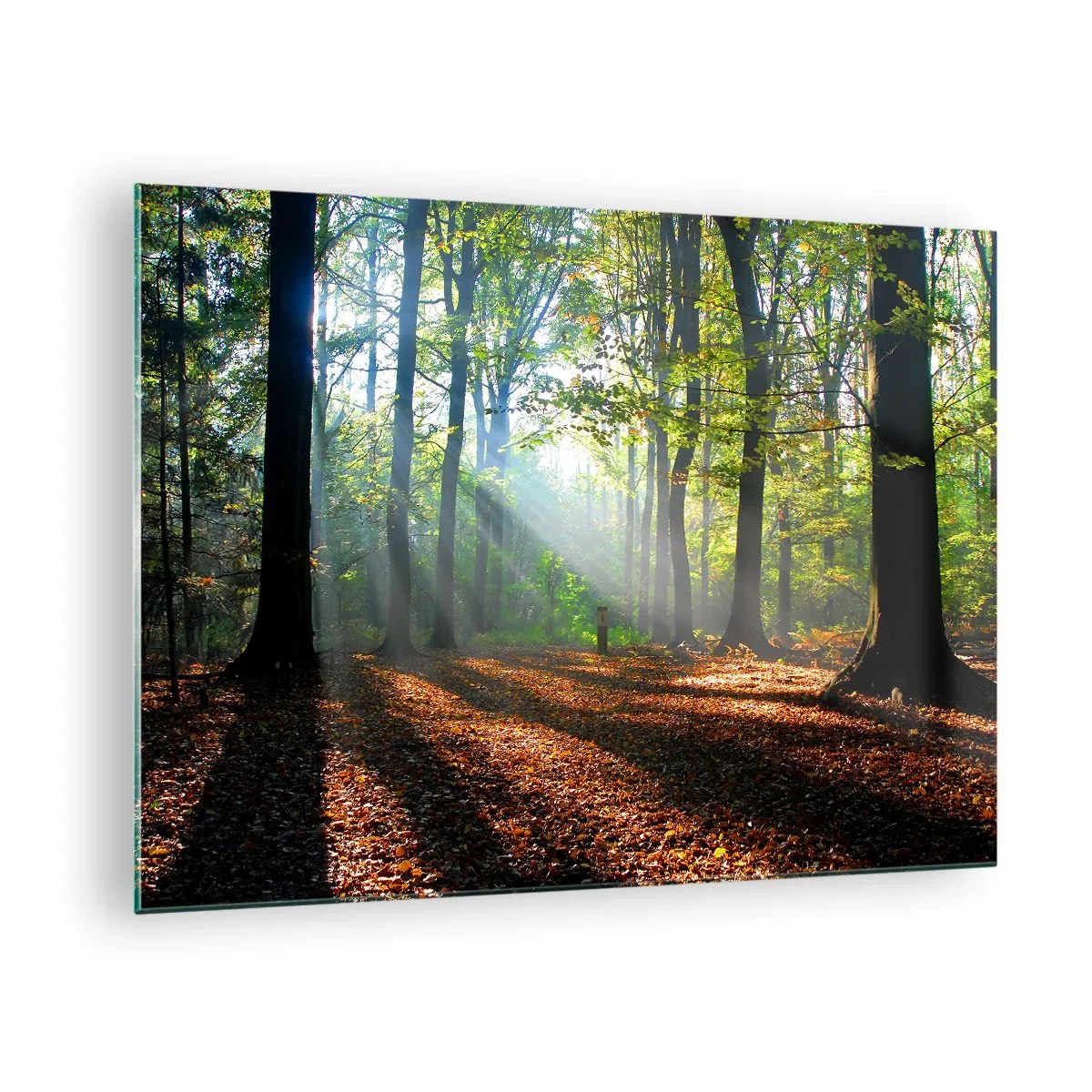 Glasbild - Bild auf glas - Ein Wald in den Strahlen der Sonne in einer Herbstlandschaft - 70x50cm - Licht und Schatten - Moderne Wanddekoration für Wohnzimmer und Schlafzimmer ARTTOR